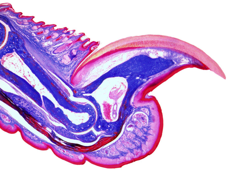 Regenerative Medicine