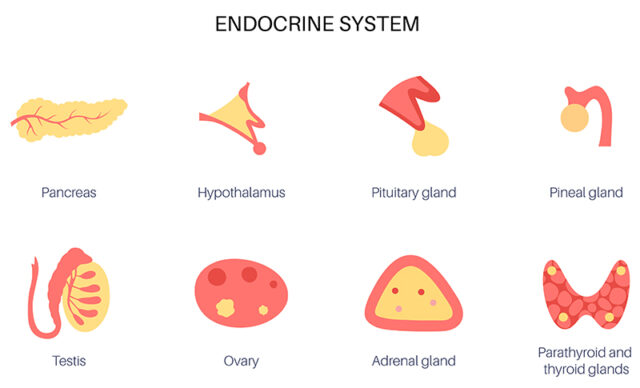 Human Endocrine System